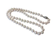 A strap of pearls on white gold clasp.