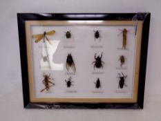 A display frame containing twelve insect specimens including Dicranoce phase,