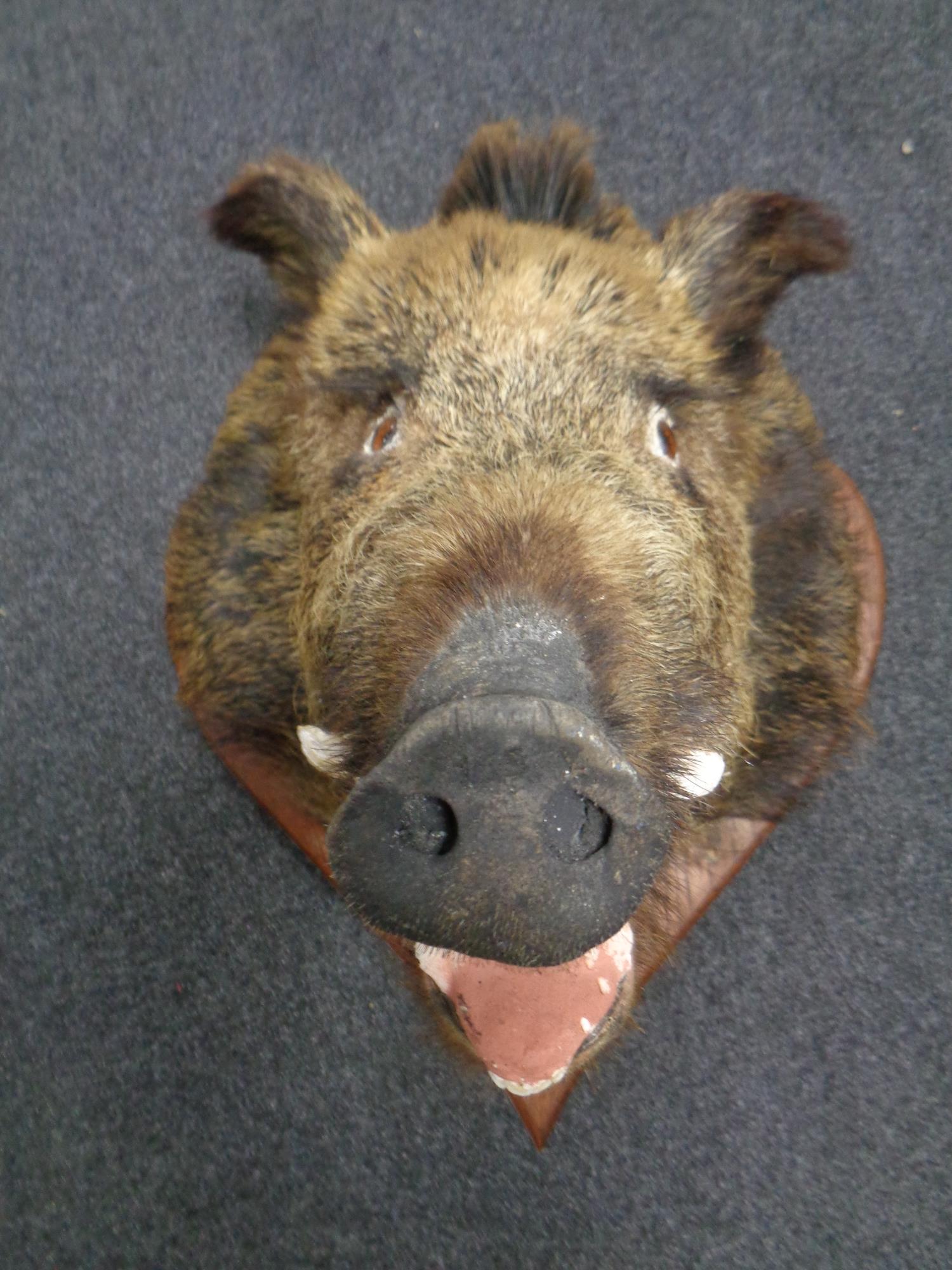 A taxidermy boar's head mounted on shield