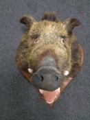 A taxidermy boar's head mounted on shield