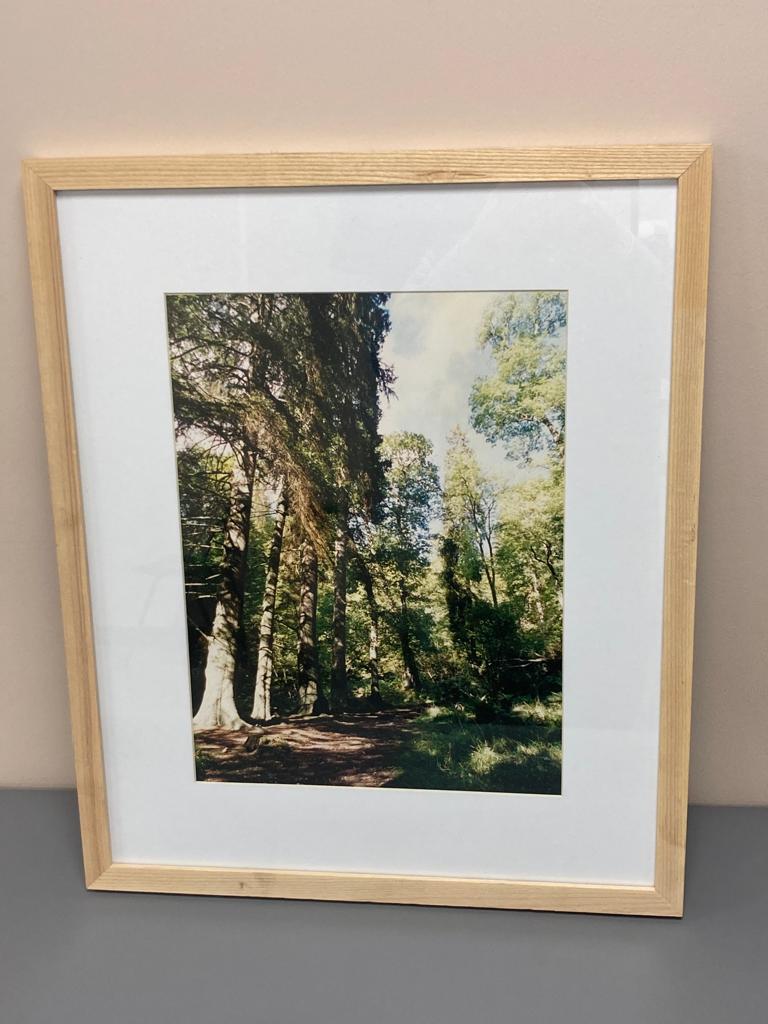 David Belilios : Sigwood, colour photo, signed,