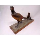 A cold painted metal figure of a pheasant mounted on wooden plinth