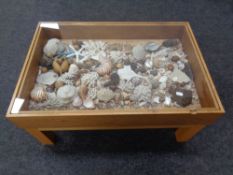 A contemporary display coffee table containing a large collection of coral and sea shells