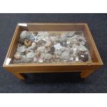 A contemporary display coffee table containing a large collection of coral and sea shells