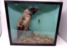 A taxidermy study of a hooded crow in display case