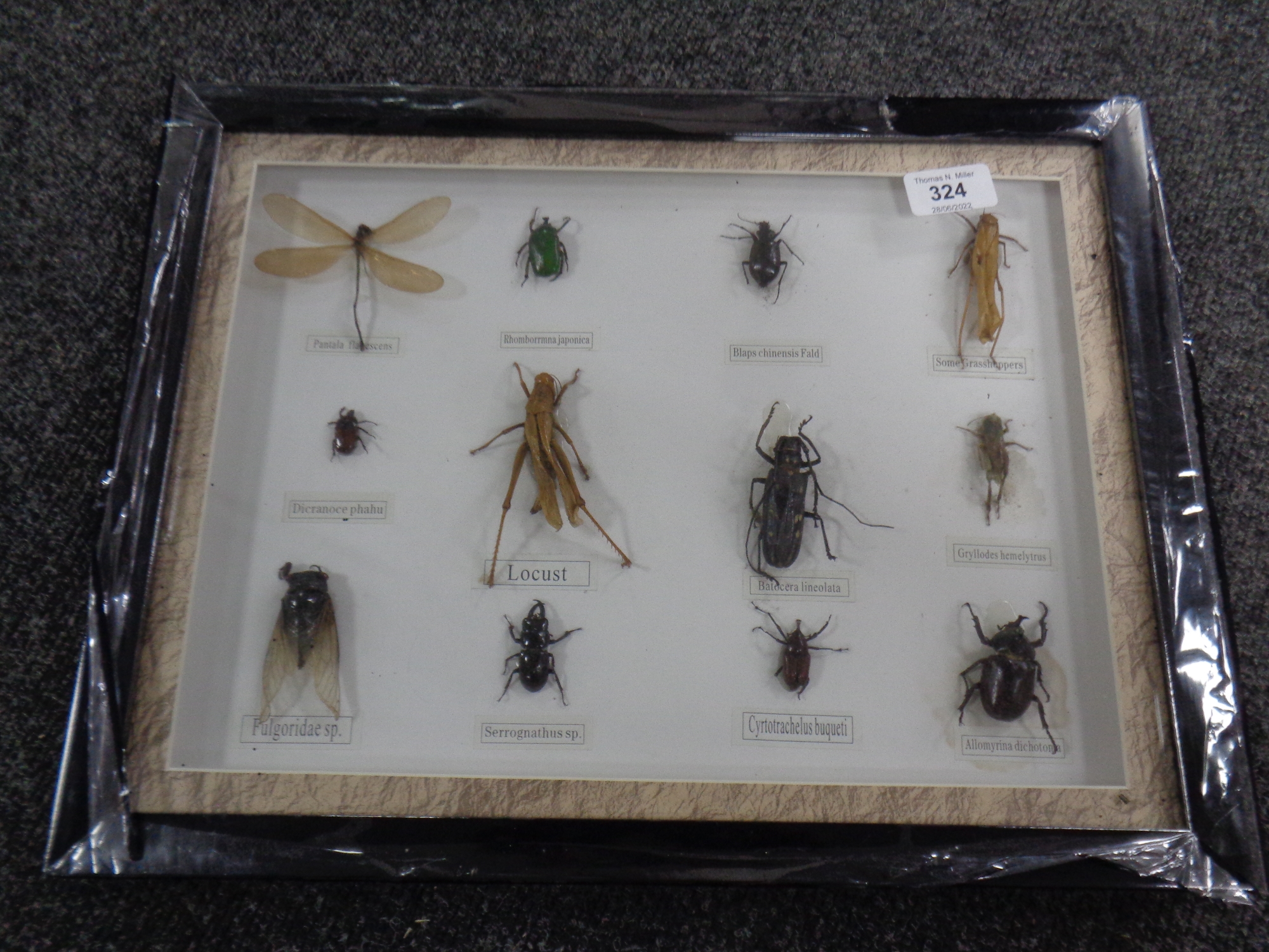 Tropical display of 12 large insects to include the Batocera lineolata, Allomyrina dichotoma,