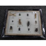 Tropical display of 12 large insects to include the Batocera lineolata, Allomyrina dichotoma,