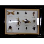 Tropical boxed display of large insects to include to the Allomyrina Dichotoma, Batocera lineolata,