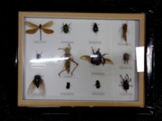 Tropical boxed display of large insects to include to the Allomyrina Dichotoma, Batocera lineolata,