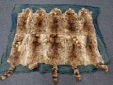 A coyote skin rug