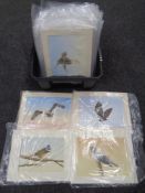 A collection of Ian R Hornsby watercolours of birds,