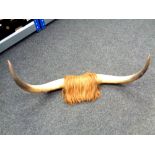 A pair of bull horns