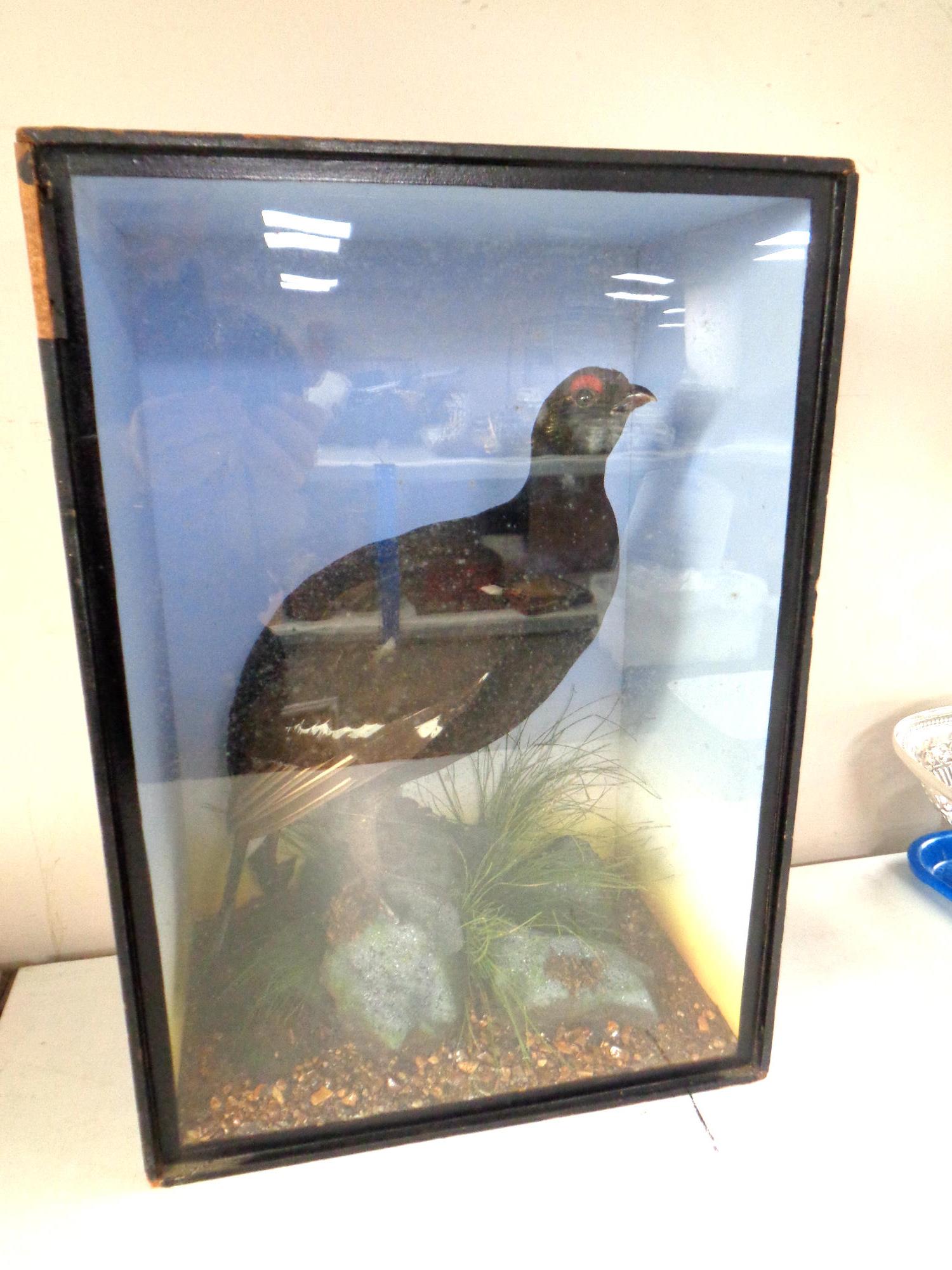 A taxidermy black grouse in glazed case