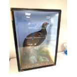 A taxidermy black grouse in glazed case