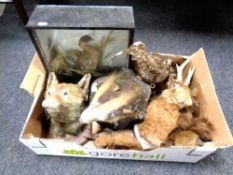 A box of taxidermy pieces including fox, badger and hare heads mounted on shields, stoat,