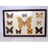 A framed montage of butterfly specimens