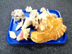 A tray of shells and coral.