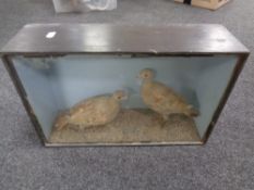 A taxidermy display case with two birds.