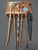 A vintage luggage case containing six assorted walking sticks and umbrellas including a tribal