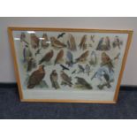 A colour print after H G Slyper : British Birds No.3, framed.
