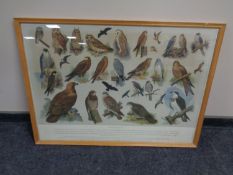 A colour print after H G Slyper : British Birds No.3, framed.