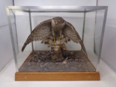 A taxidermy study of a Sparrowhawk with kill in display case.