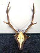 A deer skull and antlers mounted on oak shield