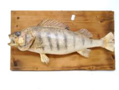 A taxidermy bass mounted on pine board.
