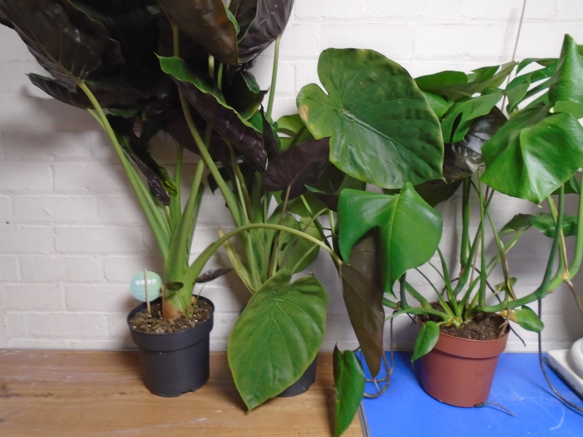 Three house plants in pots.