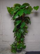 A devil's ivy plant in pot.