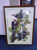 A colour print depicting Pileated Woodpeckers in trees, in frame and mount.