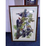 A colour print depicting Pileated Woodpeckers in trees, in frame and mount.