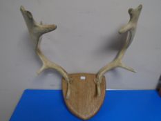 A pair of antlers on shield plaque.