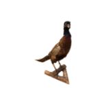 A taxidermy pheasant on branch, height 45cm.