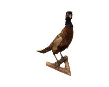 A taxidermy pheasant on branch, height 45cm.