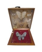 A silver filigree butterfly in frame together with a further frame containing butterfly samples
