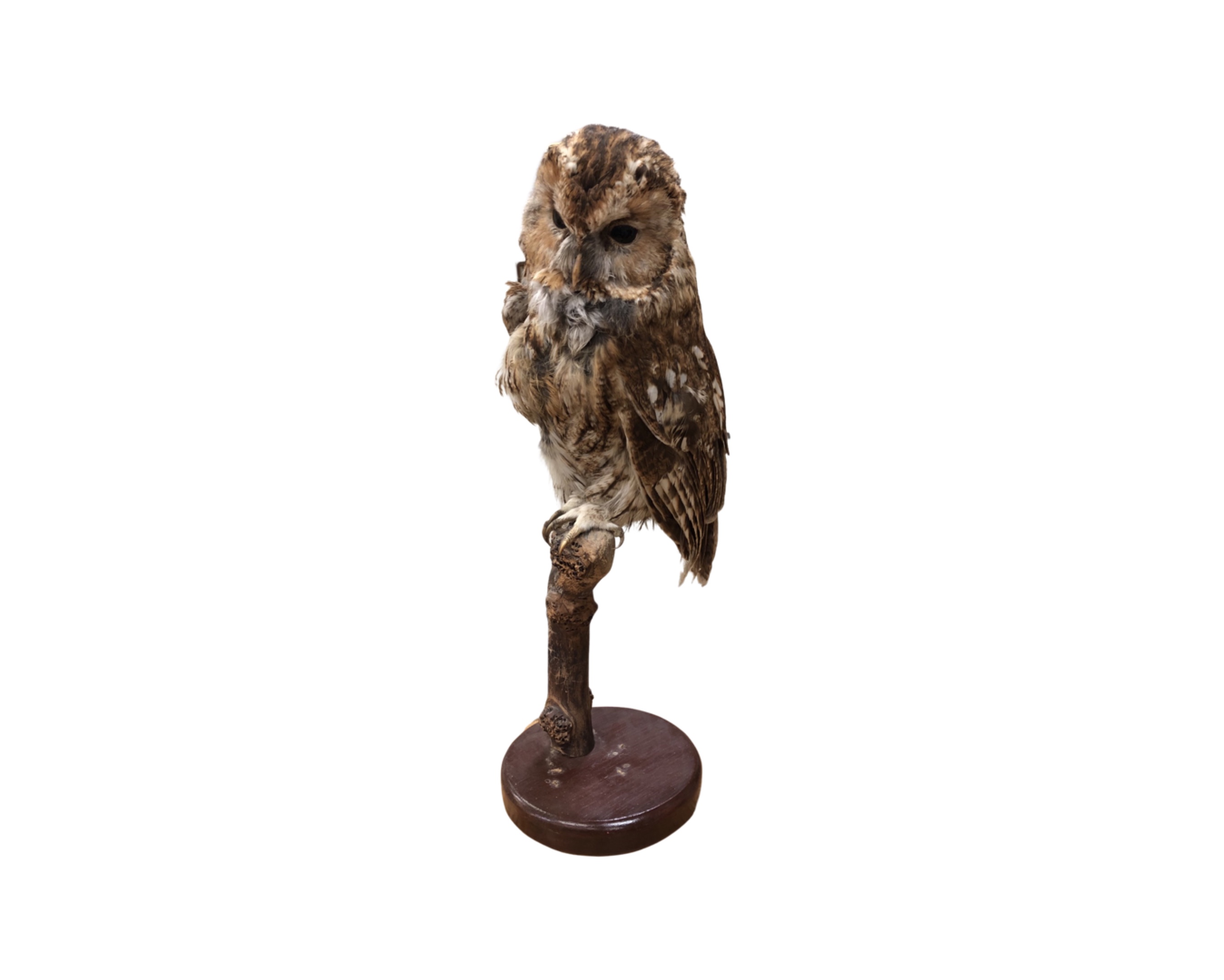 A taxidermy barn owl on branch, height 45cm.