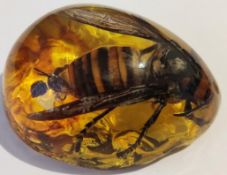 Large Asian Wasp hornet in resin block.