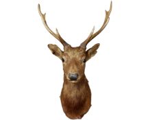 A taxidermy deer's head (eight point antlers)