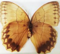 An Asian Howqua Jungle Queen butterfly specimen presented in a clear glass display and box.