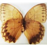 An Asian Howqua Jungle Queen butterfly specimen presented in a clear glass display and box.