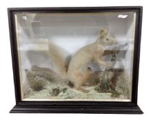 A taxidermy study of a Red Squirrel, labelled verso 'J. E. Massey bird and animal preserver, Malta'.