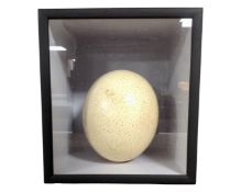 An ostrich egg, in case.
