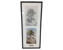 An R Tregelles 19th century graphite drawing of a Scotch fir tree, 15cm by 24cm,