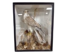 A taxidermy study of a female Kestrel, in case.