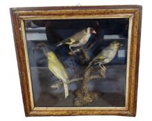 A taxidermy of group of three Finches, in case.