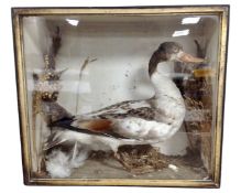 A taxidermy study of a Duck, in case.