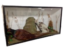 A taxidermy study of two pheasants, in display case.