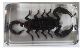 An Asian forest black Heterometrus spinifer scorpion in a presentation block and box.