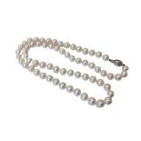 A strap of pearls on white gold clasp.